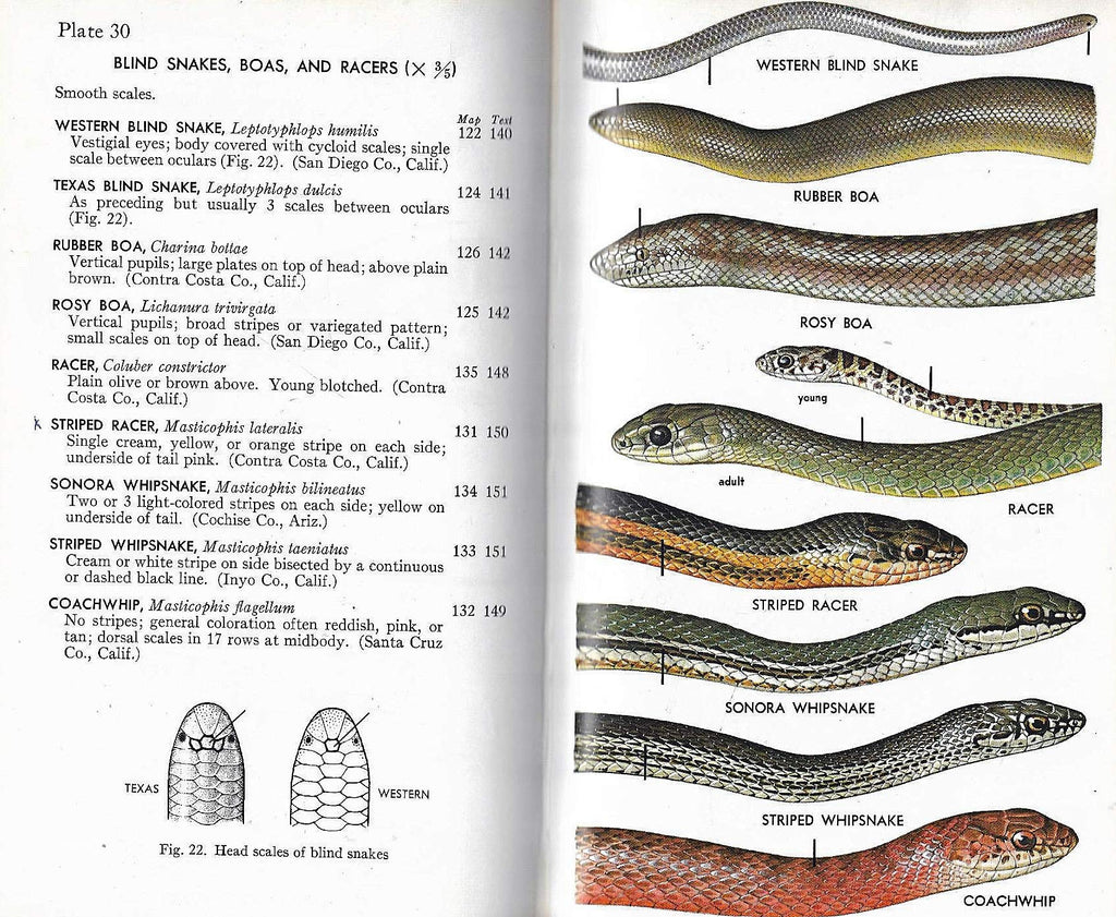 A Field Guide to Western Reptiles and Amphibians; Field Marks of All Species in Western North America