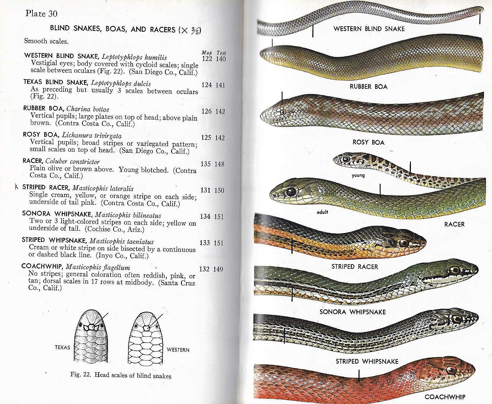 A Field Guide to Western Reptiles and Amphibians; Field Marks of All Species in Western North America